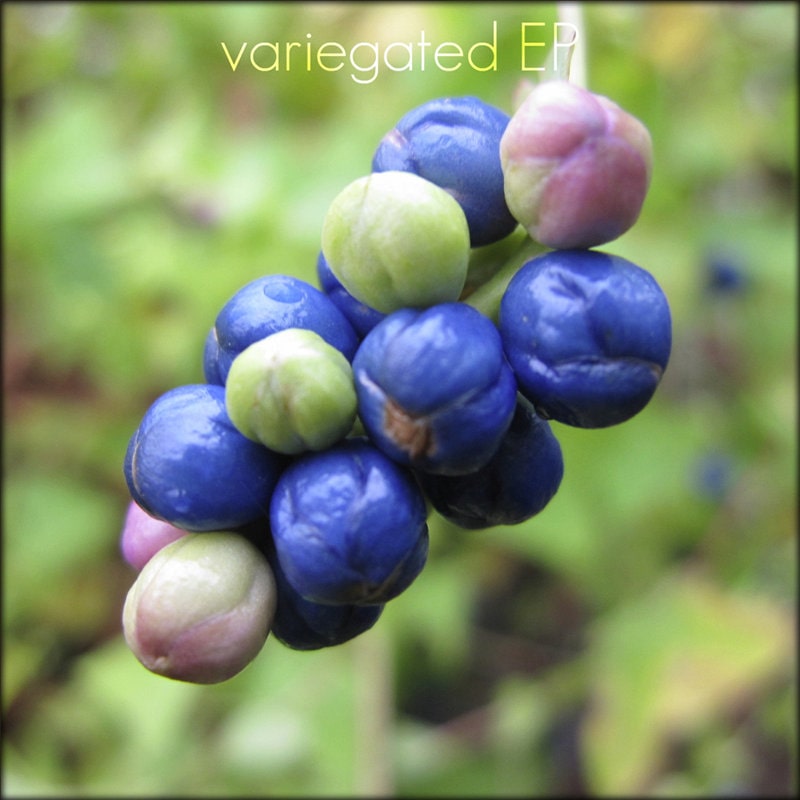 Variegated EP